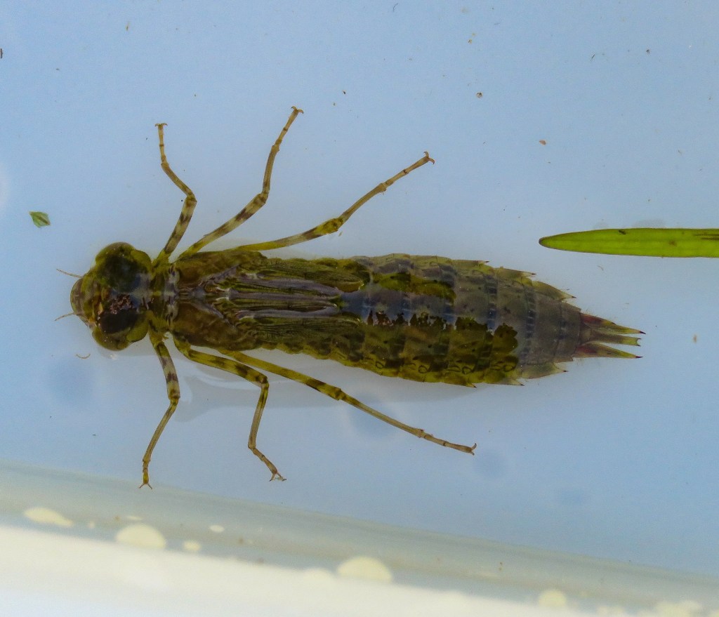 Larva de Anax Imperator (Libélula emperador) durante si fase acuática