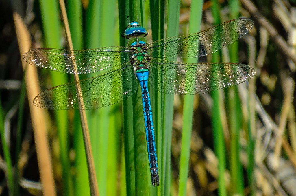 Anax imperator macho