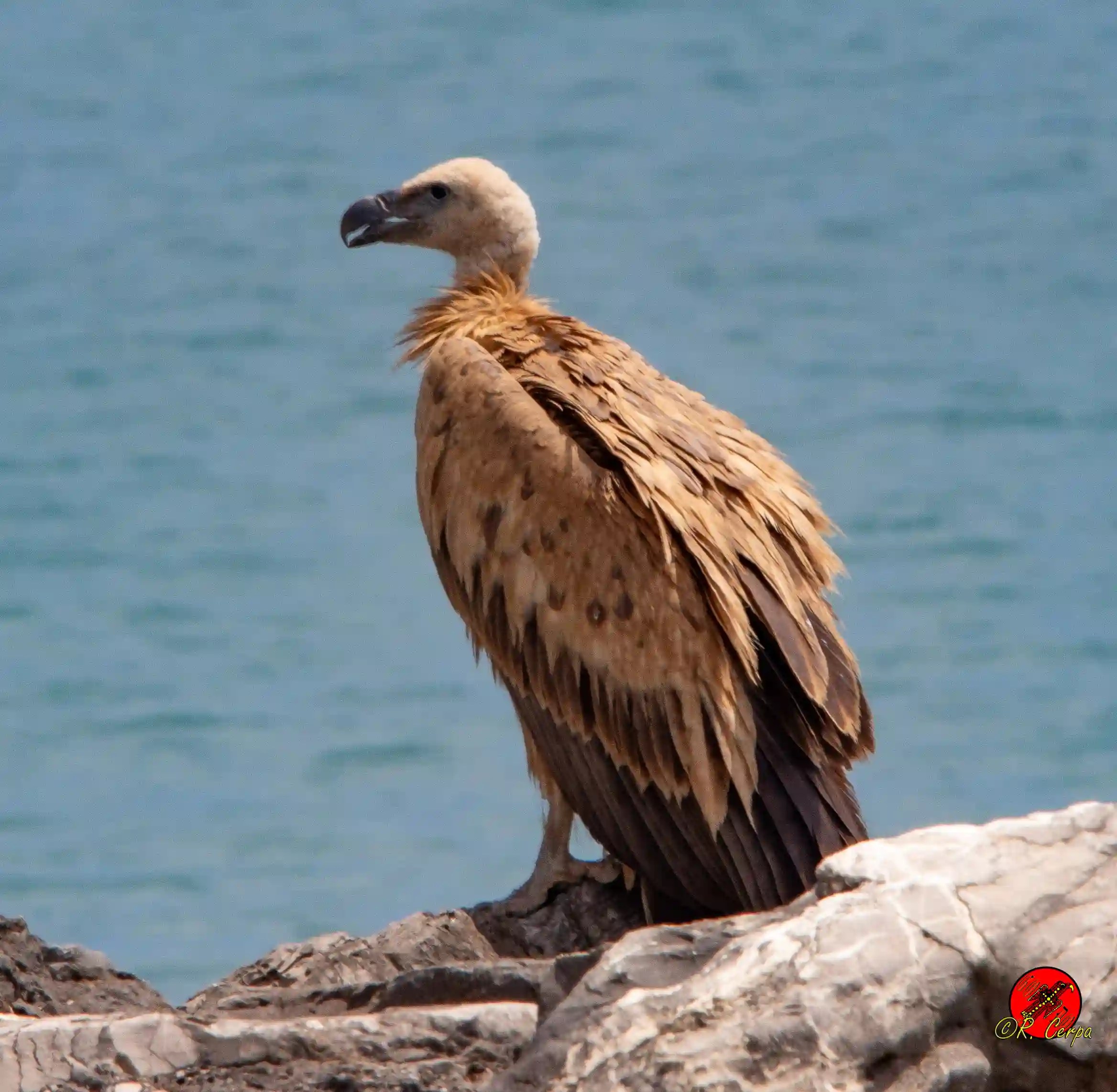 Buitre leonado recién llegado de África a nuestras costas