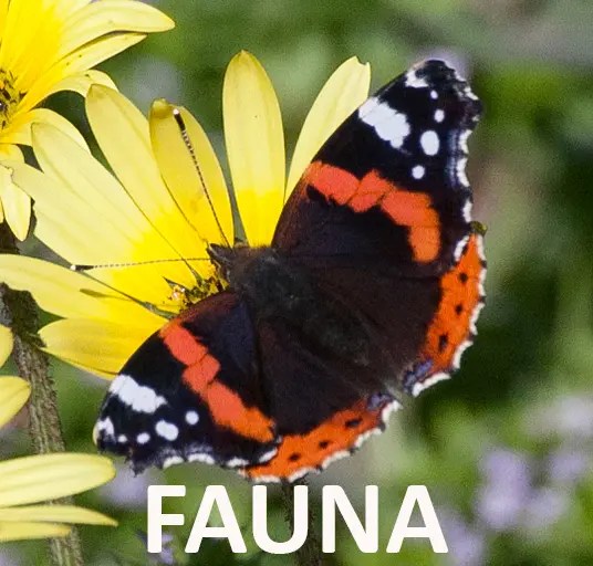 Fauna de La Línea, vertebrados e invertebrados